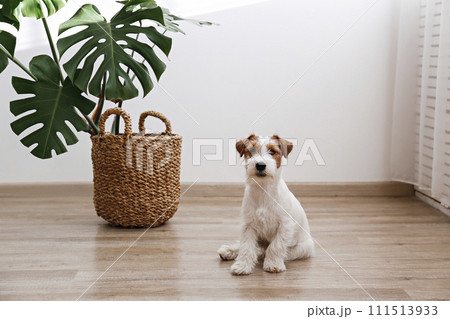 Hairy Jack Russell Terrier on the floor Hairy Jack Russell Terrier on the floor 111513933