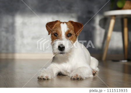 Hairy Jack Russell Terrier on the floor 111513935