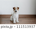 Hairy Jack Russell Terrier on the floor 111513937