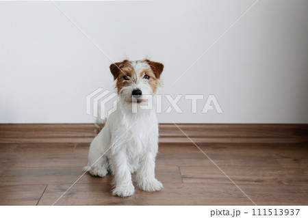 Hairy Jack Russell Terrier on the floor 111513937