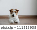 Hairy Jack Russell Terrier on the floor 111513938