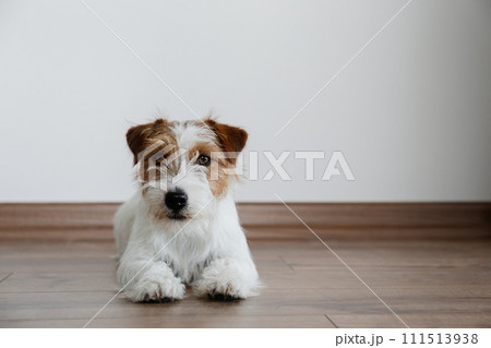 Hairy Jack Russell Terrier on the floor 111513938