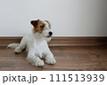 Hairy Jack Russell Terrier on the floor 111513939
