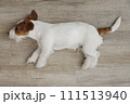 Hairy Jack Russell Terrier on the floor 111513940