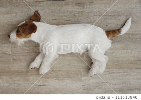 Hairy Jack Russell Terrier on the floor 111513940