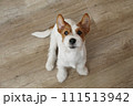 Hairy Jack Russell Terrier on the floor 111513942