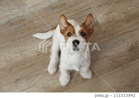 Hairy Jack Russell Terrier on the floor 111513942