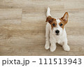 Hairy Jack Russell Terrier on the floor 111513943