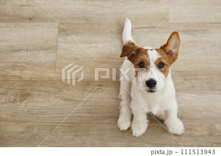 Hairy Jack Russell Terrier on the floor Hairy Jack Russell Terrier on the floor 111513943