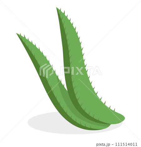 3D Isometric Flat Vector Set of Medical Herbs And Berries. Item 4 111514011