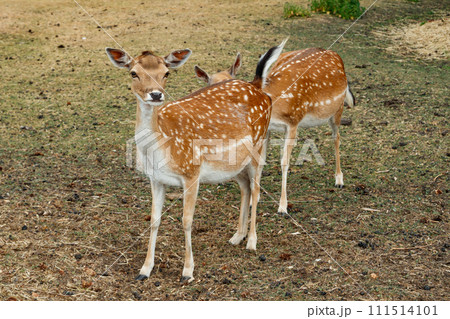 Two sika or spotted deers in Denmark. 111514101