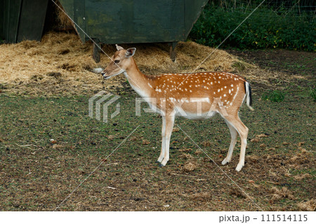Sika or spotted deer in Denmark. Sika or spotted deer in Denmark. 111514115