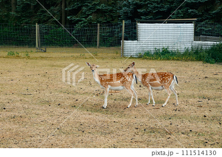 Two sika or spotted deers in Denmark. 111514130