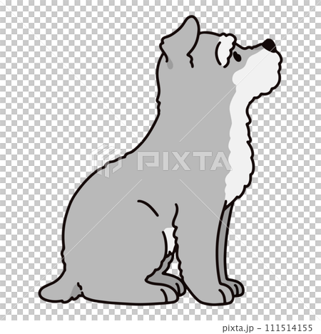 迷你雪納瑞與主線側坐的插圖 迷你雪納瑞與主線側坐的插圖 111514155