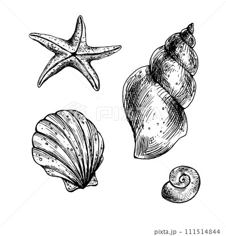 Seashells in coral, turquoise and blue colors. Graphic illustration hand drawn in black ink. A set isolated elements EPS vector. Underwater world, sea clipart for decoration and design. Seashells in coral, turquoise and blue colors. Graphic illustration hand drawn in black ink. A set isolated elements EPS vector. Underwater world, sea clipart for decoration and design. 111514844