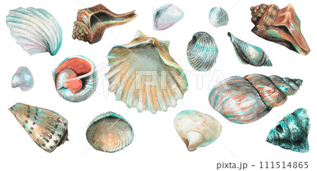 Set of Seashells. Big hand drawn Bundle of Sea Shells on isolated background. Collection of Cockleshells. Drawing of underwater life. Elements for design in marine style. Undersea clipart 111514865