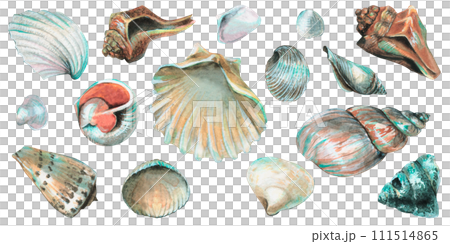 Set of Seashells. Big hand drawn Bundle of Sea Shells on isolated background. Collection of Cockleshells. Drawing of underwater life. Elements for design in marine style. Undersea clipart 111514865
