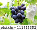 木の枝に実ったぶどう 111515352