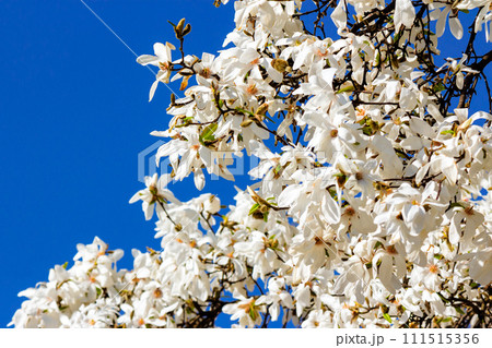 white magnolia blossom in front of a blue sky. kobus tree in springtime 111515356
