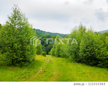 scenery with path through the meadow and green trees leads in to the primeval beech forest. beautiful landscape of carpathian mountains on an overcast day in summer 111515363