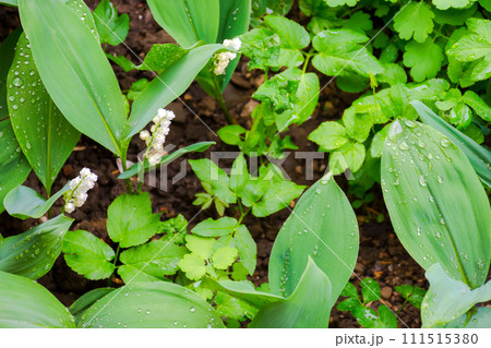 lily of the valley in the garden. big green leafs in water drops. beautiful nature background view from above 111515380