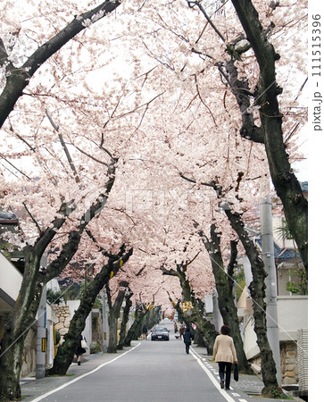 桜のトンネル 神戸市灘区 桜のトンネル 神戸市灘区 111515396