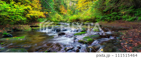 River in Canadian Nature Rainforest. Trees in Forest. River in Canadian Nature Rainforest. Trees in Forest. 111515464