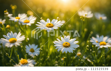 Sunny spring field: Vibrant flowers under the sun 111515539