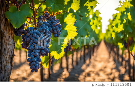Sunny vineyard with clusters of ripe grapes in focus 111515601