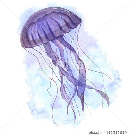 Violet jellyfish with long poisonous tentacles. Floating medusa on blue background. Watercolor illustration. Poisonous sea animals. Undersea fish. For aquarium design, logo, label Violet jellyfish with long poisonous tentacles. Floating medusa on blue background. Watercolor illustration. Poisonous sea animals. Undersea fish. For aquarium design, logo, label 111515850