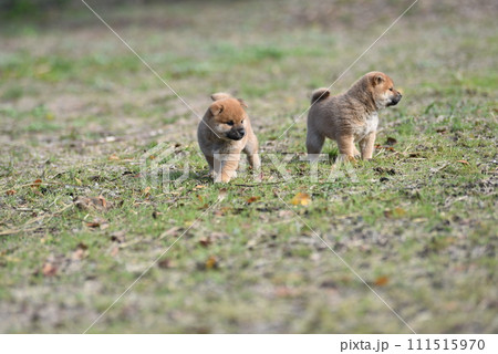 公園でお座りする犬 公園でお座りする犬 111515970