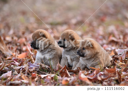 可愛い子犬 可愛い子犬 111516002