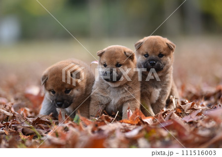 寄り添う子犬 寄り添う子犬 111516003