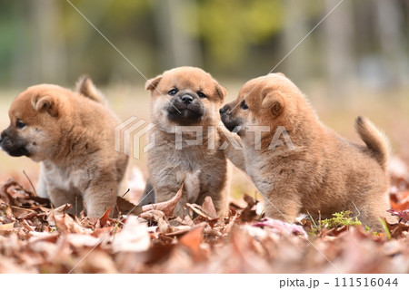 可愛い子犬 可愛い子犬 111516044