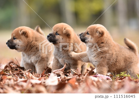 可愛い子犬 可愛い子犬 111516045