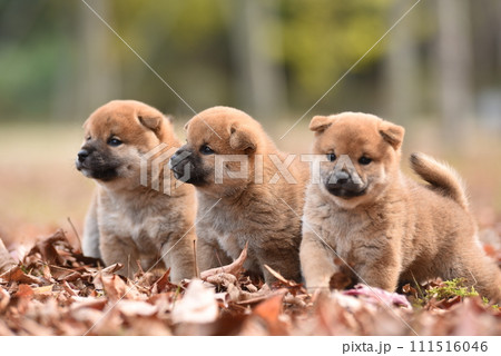 寄り添う子犬 寄り添う子犬 111516046