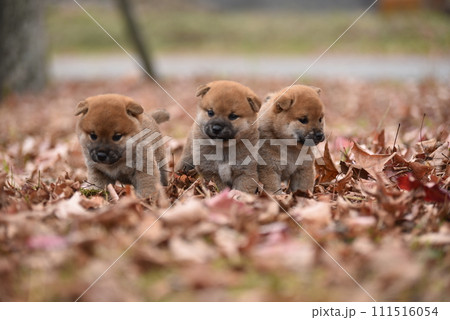 子犬が寄り添う 子犬が寄り添う 111516054