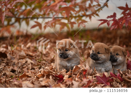 紅葉の中でお座りする柴犬の子犬たち 111516056