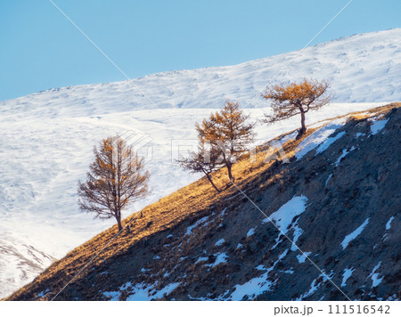 Bare trees in snow, mountain landscape with three trees Bare trees in snow, mountain landscape with three trees 111516542