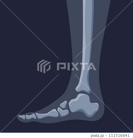 Human bones orthopedic and skeleton icon, bone x-ray image of human joints, anatomy skeleton flat design vector illustration 111516841