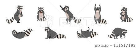 Funny Raccoon with Front Paws and Ringed Tail Vector Set 111517195