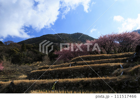 駿河湾を望む静岡県松崎町石部の棚田(富士山も見えます)の早春 駿河湾を望む静岡県松崎町石部の棚田(富士山も見えます)の早春 111517466
