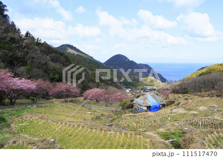 駿河湾を望む静岡県松崎町石部の棚田(富士山も見えます)の早春 駿河湾を望む静岡県松崎町石部の棚田(富士山も見えます)の早春 111517470