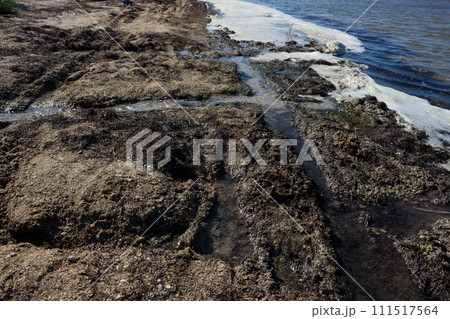 Polluted shore waters - extinction and disease 111517564