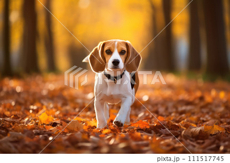 AI-generated content. Happy Beagle: A Cute Brown Dog Sitting in a Sunny Autumn Park 111517745