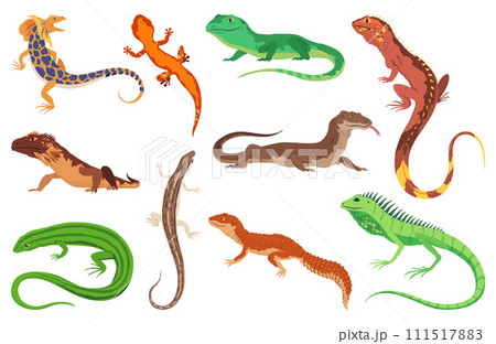 Lizard icons set. Tropical colorful decorative amphibian. Fauna characters in wildlife or zoo. Wildlife colorful creatures isolated on white vector illustration 111517883