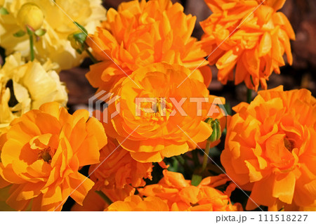 春の日差しに輝くハナキンポウゲの花 春の日差しに輝くハナキンポウゲの花 111518227