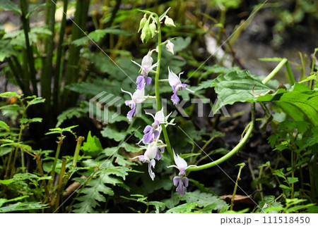 赤目渓谷の渓流沿いで見られた淡紫色の花の総状花序が綺麗なナツエビネ 赤目渓谷の渓流沿いで見られた淡紫色の花の総状花序が綺麗なナツエビネ 111518450