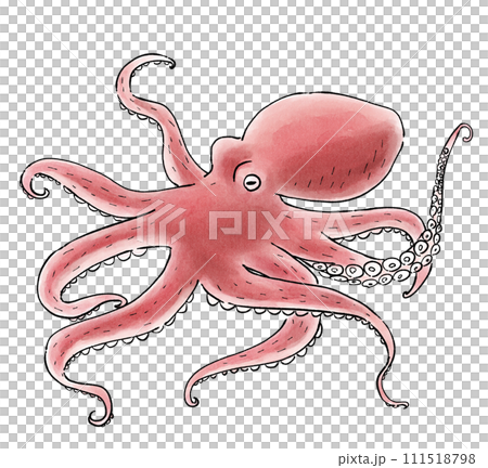 海洋生物章魚 111518798