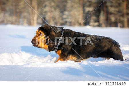 Portrait of a purebred black and red bloodhound dog walking through deep snowdrifts on a sunny winter day. Portrait of a purebred black and red bloodhound dog walking through deep snowdrifts on a sunny winter day. 111518946